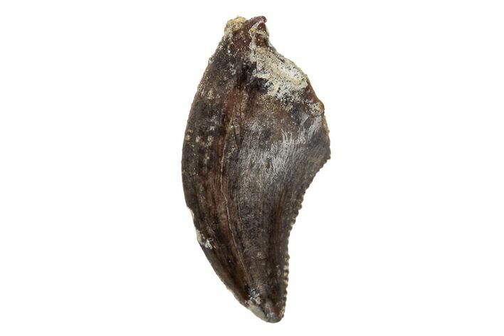 Serrated, Dromaeosaurid Theropod (Acheroraptor) Tooth - Montana #204232